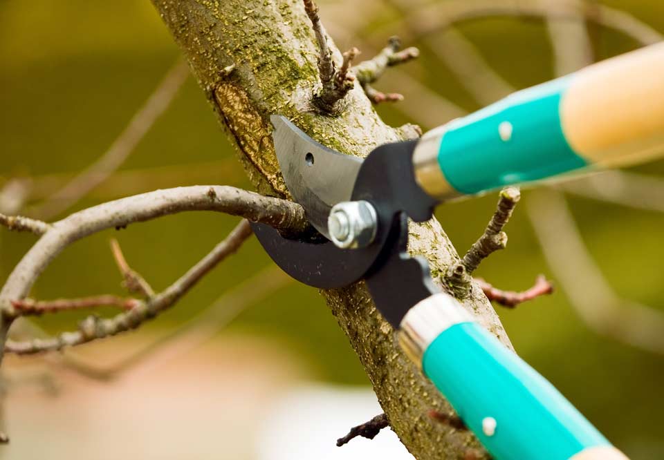 Tree trimming